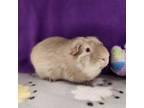 Adopt RUPERT a Guinea Pig