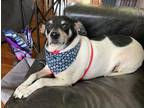 Adopt Cowboy a White - with Black Rat Terrier / Mixed dog in Overland Park