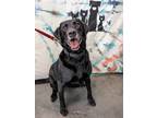 Adopt Caesar a Black Labrador Retriever / Mixed dog in Springfield