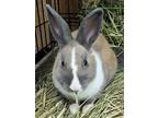 Adopt Sean a Fawn Mini Rex (short coat) rabbit in Williston, FL (38677167)