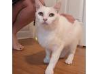 Adopt Peony a White Domestic Shorthair / Mixed cat in Durham, NC (38562278)