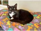 Adopt Ruto a White Domestic Shorthair / Domestic Shorthair / Mixed cat in