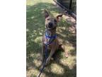 Adopt Ruben a Brindle American Pit Bull Terrier / Mixed dog in Baton Rouge