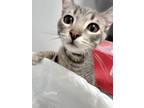 Adopt Scuttle a Domestic Shorthair / Mixed (short coat) cat in Angola