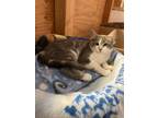 Adopt Thalia a Domestic Longhair / Mixed (short coat) cat in Napa, CA (38715697)