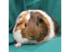 Adopt Jersey a Guinea Pig small animal in Urbana, IL (38703365)
