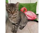 Adopt Raymond a Brown or Chocolate Domestic Shorthair / Mixed cat in