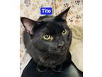 Adopt Tito a All Black Domestic Shorthair / Domestic Shorthair / Mixed cat in