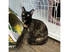 Adopt Zylah a Tortoiseshell Domestic Shorthair / Mixed cat in Valdosta