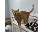 Adopt Kumquat 2.0 a Orange or Red Domestic Shorthair / Mixed cat in Valdosta