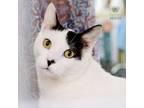 Adopt Johnny (and Joey) a Domestic Shorthair / Mixed (medium coat) cat in