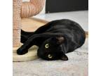 Adopt Vitmo a All Black Domestic Shorthair / Mixed cat in Washington