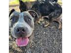 Adopt Pyka a Gray/Silver/Salt & Pepper - with Black American Pit Bull Terrier /