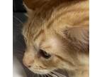 Adopt Houdini a Orange or Red Domestic Shorthair / Mixed cat in Yuma