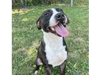 Adopt Barley a Red/Golden/Orange/Chestnut American Pit Bull Terrier / Mixed dog