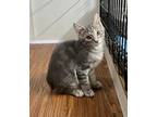 Adopt Roux a Gray, Blue or Silver Tabby Domestic Shorthair (short coat) cat in
