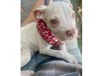 Adopt Floyd a White Pit Bull Terrier / Mixed dog in Concord, CA (38763921)