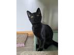 Adopt Cilantro a All Black Domestic Shorthair / Mixed cat in LYNCHBURG