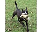 Adopt Violet a Black Boston Terrier / Mixed dog in Tyler, TX (38660359)