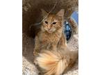 Adopt Maverick a Domestic Shorthair / Mixed (short coat) cat in Sewell