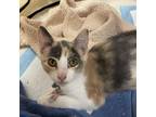 Adopt Purin a Calico or Dilute Calico Domestic Shorthair / Mixed cat in San