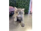 Adopt 53802144 a Gray or Blue Domestic Longhair / Mixed cat in El Paso