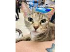 Adopt Autumn a Gray or Blue Domestic Shorthair / Domestic Shorthair / Mixed cat