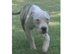 Adopt JORDAN a Tricolor (Tan/Brown & Black & White) Pit Bull Terrier / Mixed dog