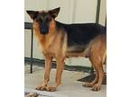 Adopt JOSIE a Black - with Brown, Red, Golden, Orange or Chestnut German