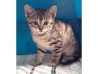 Adopt Baby Rezi-In Foster a Brown Tabby Domestic Shorthair (short coat) cat in