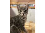 Adopt Athena a Domestic Shorthair / Mixed (short coat) cat in Napa