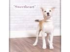 Adopt Sweetheart a White - with Tan, Yellow or Fawn Terrier (Unknown Type