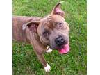Adopt Biggie a Brindle Mixed Breed (Large) / Mixed dog in Auburn, AL (38542374)