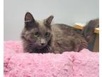 Adopt Sneakers a Gray or Blue Domestic Longhair (long coat) cat in Las Vegas