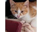 Adopt Scuttle Perkins a Orange or Red Domestic Mediumhair / Mixed cat in