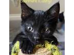 Adopt Cashmere a All Black Domestic Shorthair / Mixed cat in Carmel