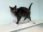 Adopt Rascal a Domestic Shorthair / Mixed (short coat) cat in Meriden