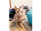 Adopt Turmeric a Orange or Red Tabby Domestic Shorthair / Mixed cat in