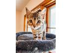 Adopt Parsley a Brown Tabby Domestic Shorthair / Mixed cat in LYNCHBURG