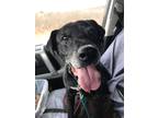 Adopt Ralph a Labrador Retriever / Retriever (Unknown Type) / Mixed dog in