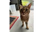 Adopt Jagger a Brown Tabby Domestic Shorthair (short coat) cat in Norristown