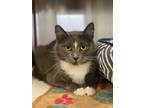 Adopt Samantha a Gray or Blue Domestic Mediumhair (medium coat) cat in Peace