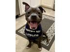 Adopt Halifax - IN FOSTER a Gray/Blue/Silver/Salt & Pepper Mixed Breed (Large) /