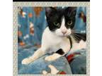 Adopt Faith a All Black Domestic Shorthair / Domestic Shorthair / Mixed cat in