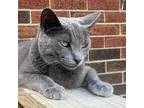 Adopt Gigi a Gray or Blue Domestic Shorthair / Domestic Shorthair / Mixed cat in
