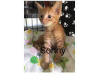 Adopt Sonny a Orange or Red Domestic Shorthair / Domestic Shorthair / Mixed cat