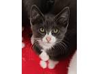 Adopt Zoey a Gray or Blue (Mostly) Domestic Shorthair / Mixed (short coat) cat