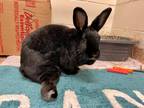 Adopt ANNE BONNY a Black Flemish Giant / Mixed rabbit in Frederick