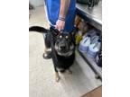 Adopt Aries a Black German Shepherd Dog / Mixed dog in Moses Lake, WA (38630534)