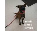 Adopt Bindi Spectra a Brindle Shepherd (Unknown Type) / Mixed dog in Mission